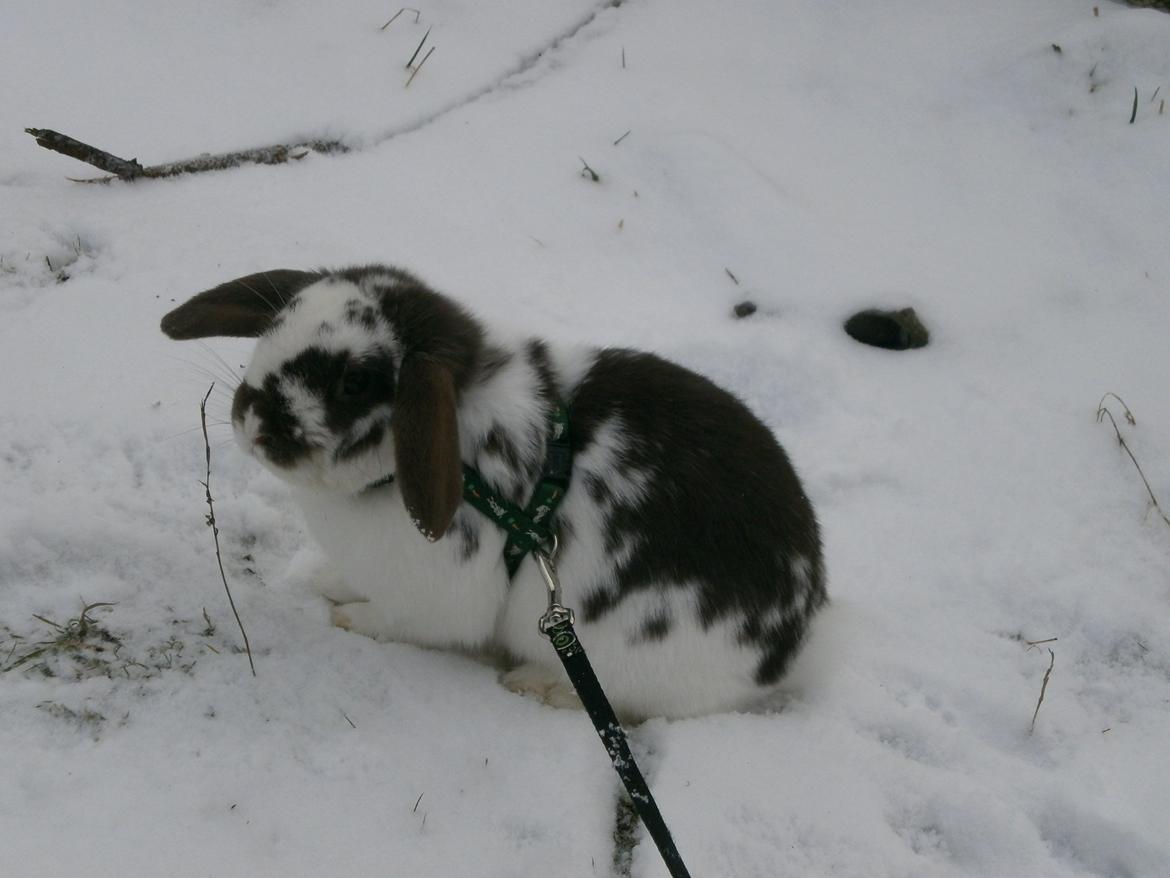 Dyr i sneen ;b billede 11