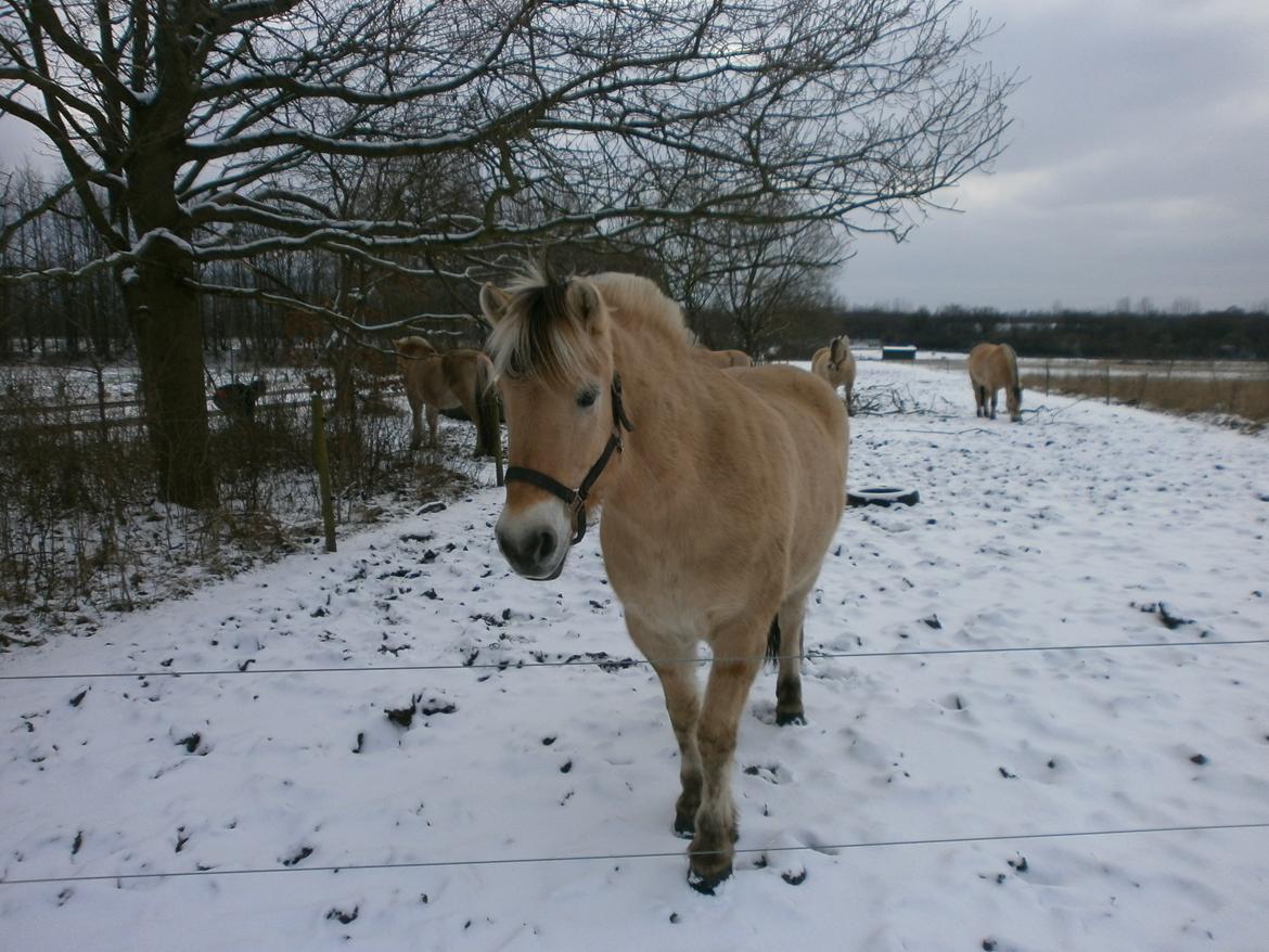 Dyr i sneen ;b billede 12