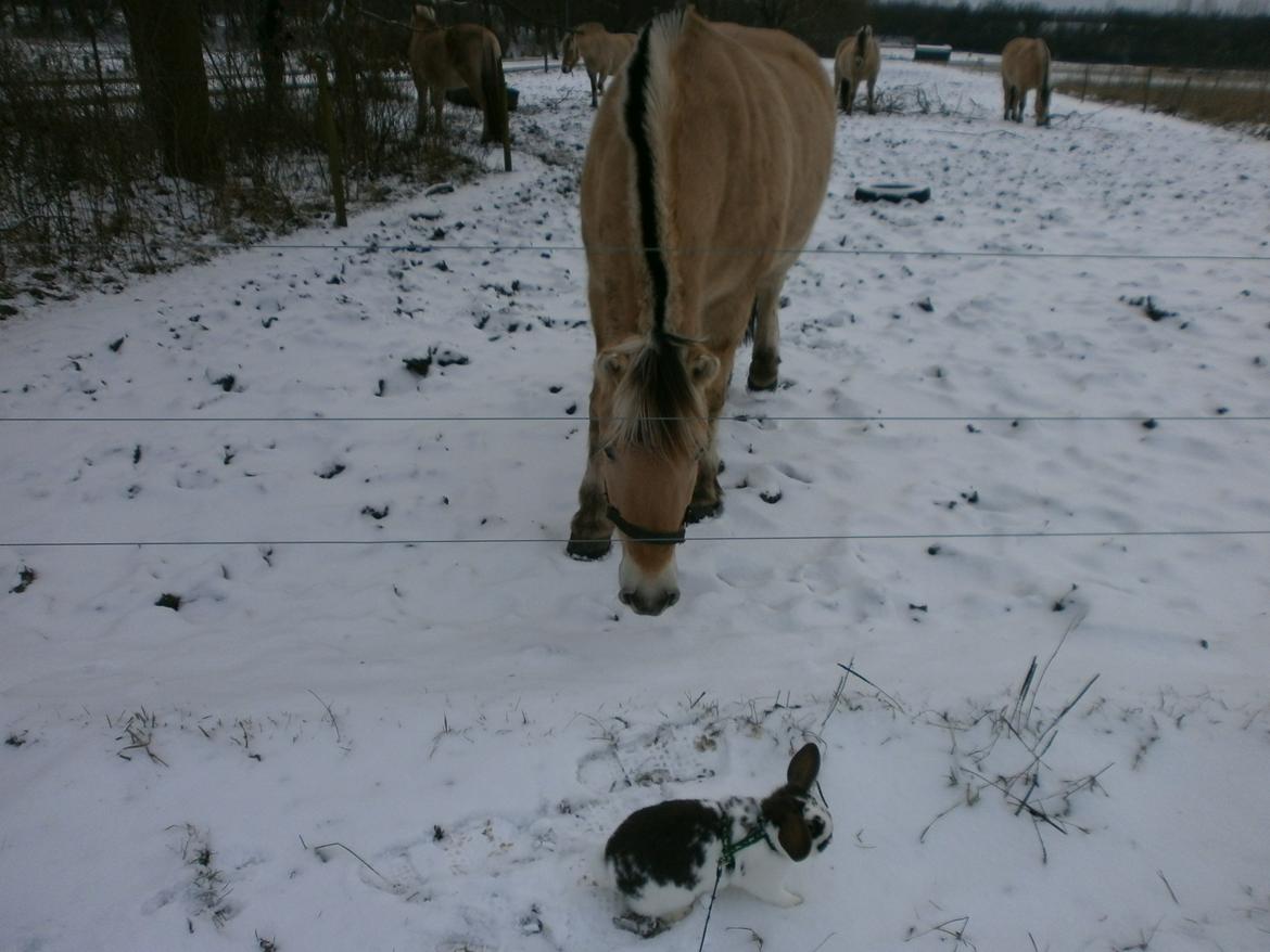 Dyr i sneen ;b - Hirse fik lige øje på Stella <3 billede 13