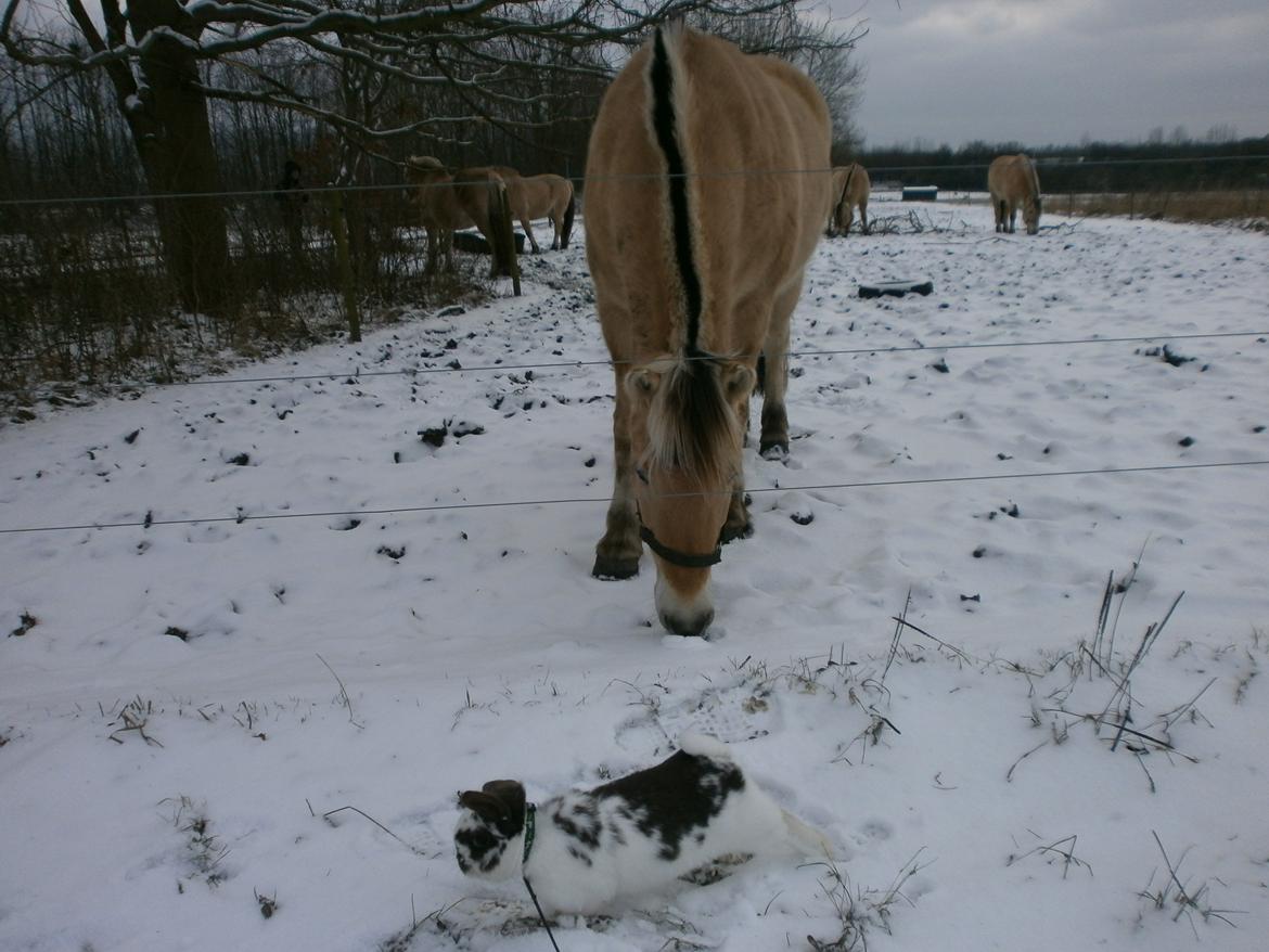 Dyr i sneen ;b billede 14