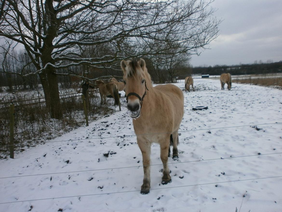 Dyr i sneen ;b billede 15