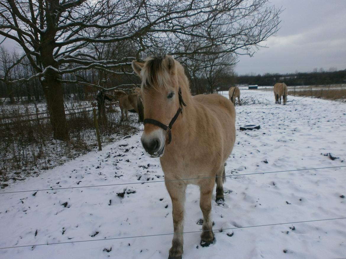 Dyr i sneen ;b billede 16