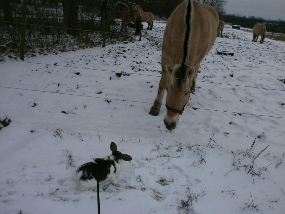 Dyr i sneen ;b billede 17