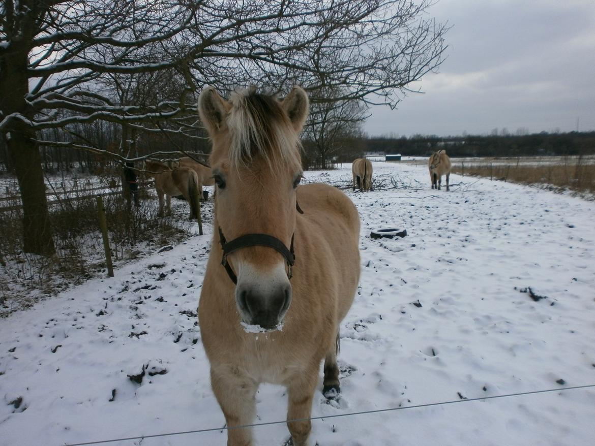 Dyr i sneen ;b billede 18