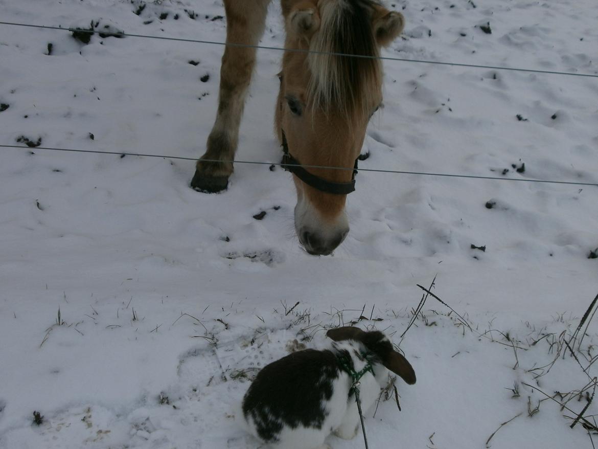 Dyr i sneen ;b billede 19