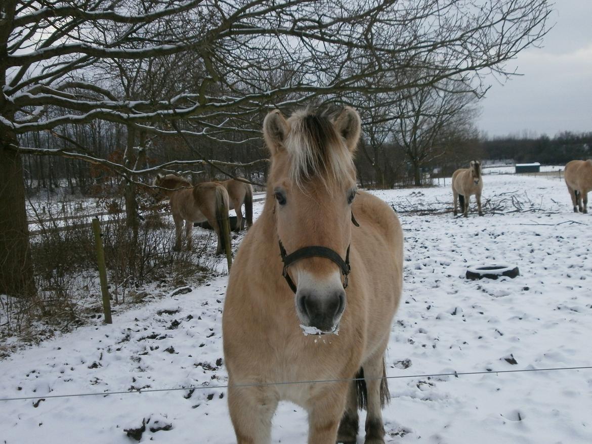 Dyr i sneen ;b billede 20