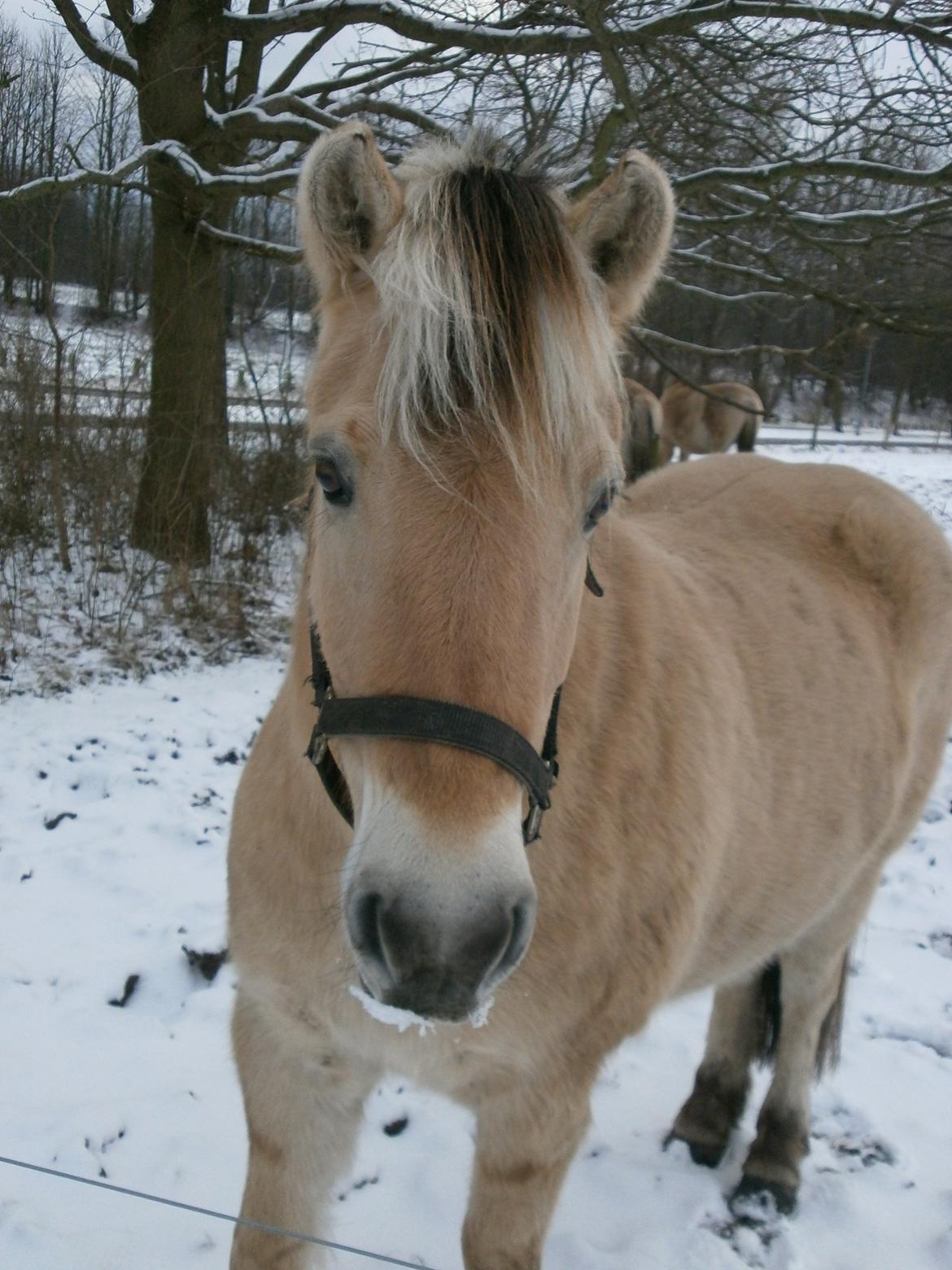 Dyr i sneen ;b billede 21