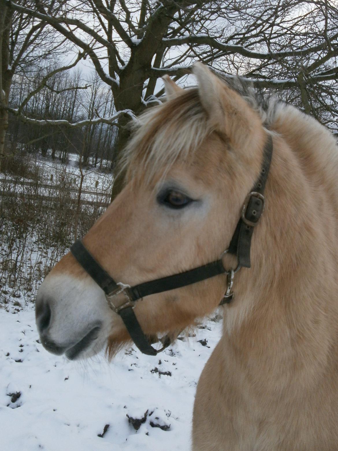 Dyr i sneen ;b billede 22