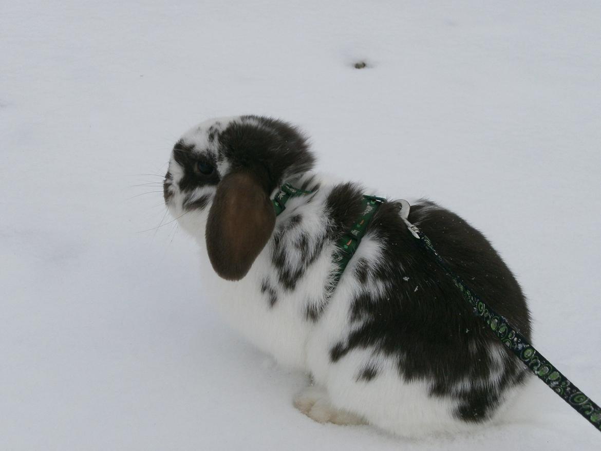 Dyr i sneen ;b billede 23