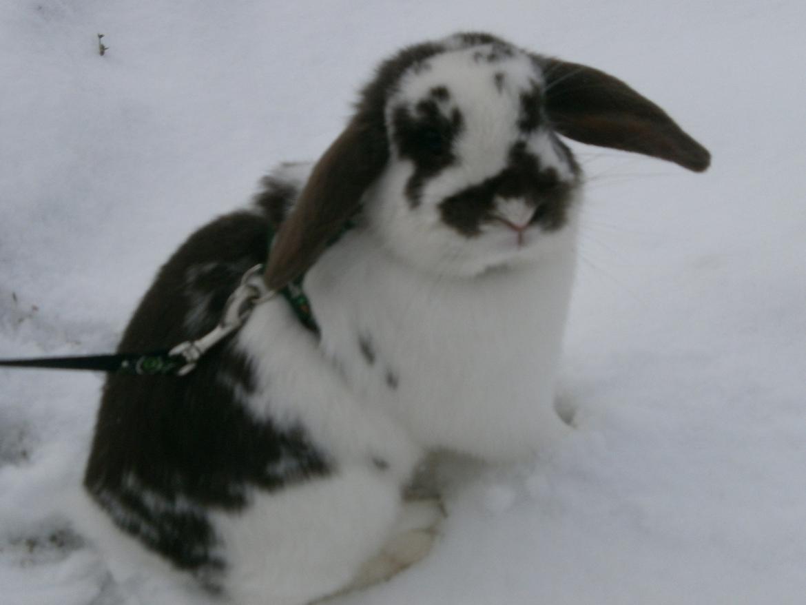 Dyr i sneen ;b billede 24