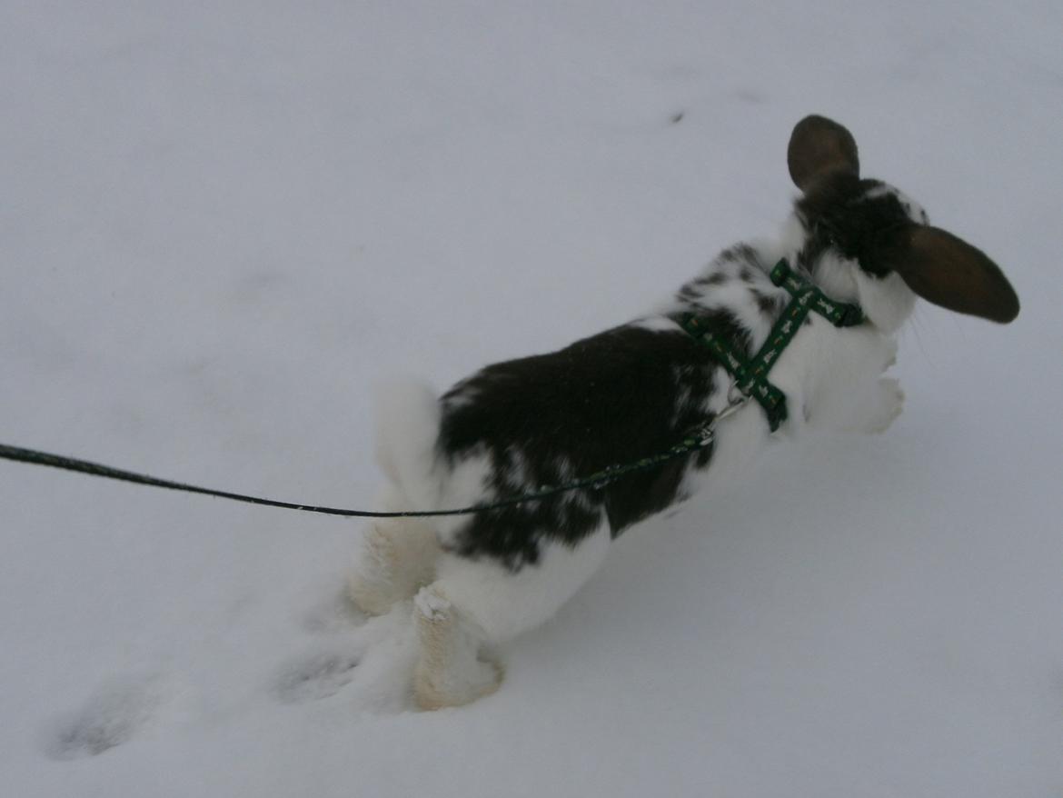 Dyr i sneen ;b billede 25