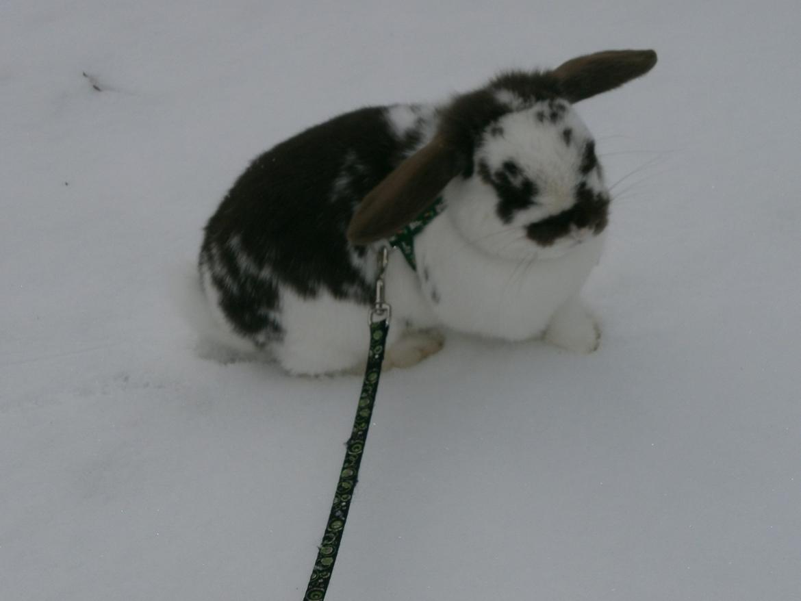 Dyr i sneen ;b billede 26