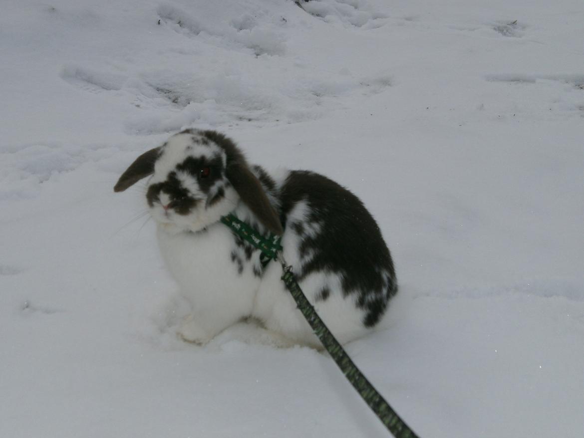 Dyr i sneen ;b billede 27