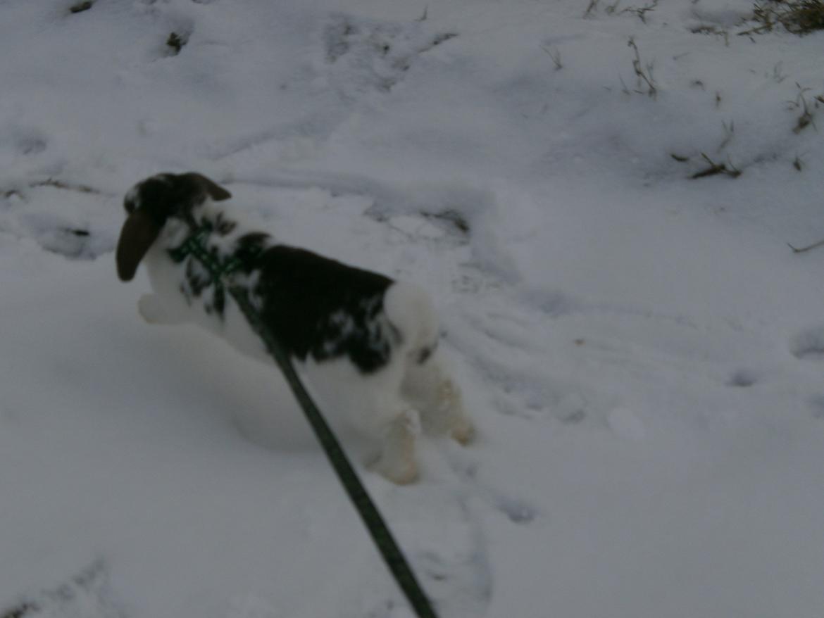 Dyr i sneen ;b billede 28