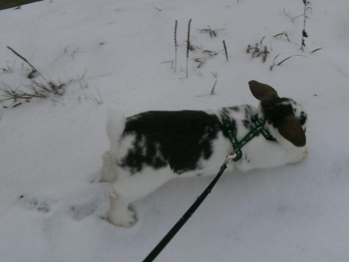 Dyr i sneen ;b billede 29