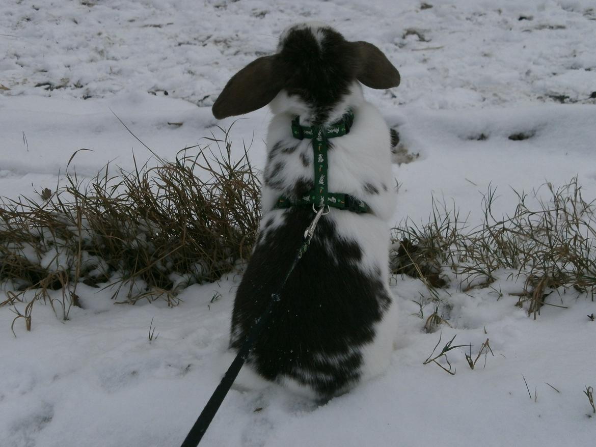 Dyr i sneen ;b billede 30