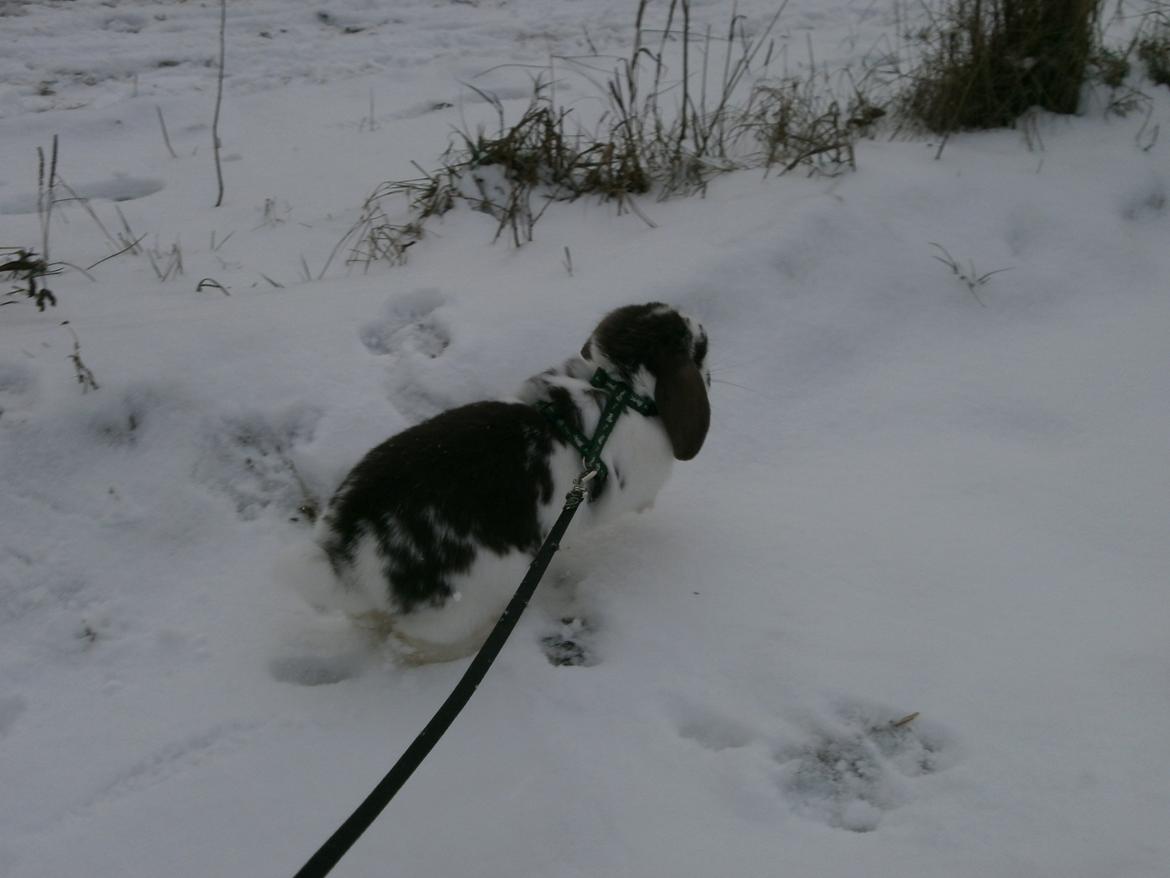 Dyr i sneen ;b billede 31