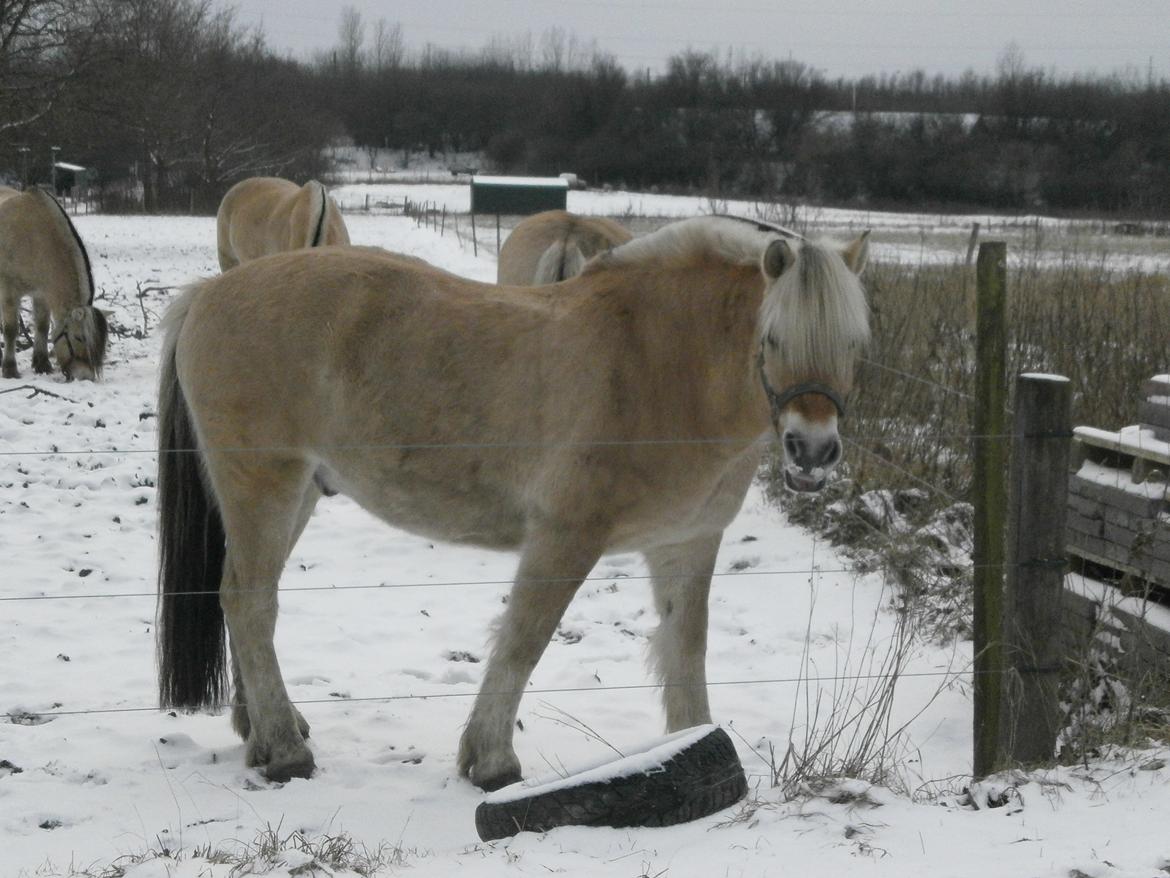 Dyr i sneen ;b - loke <3 billede 32