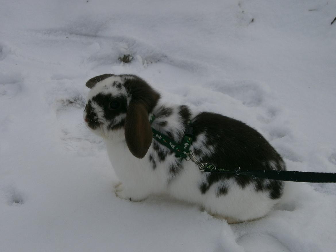 Dyr i sneen ;b billede 33