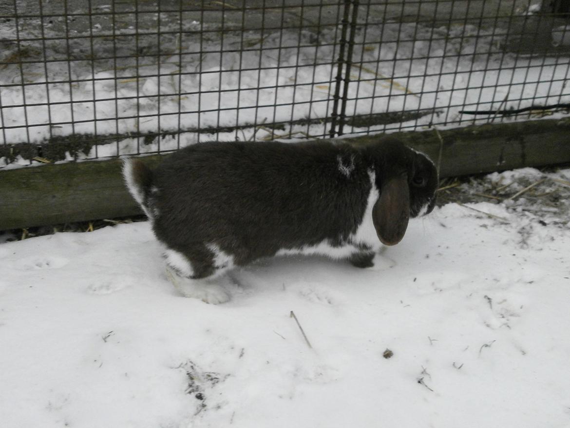 Dyr i sneen ;b billede 35