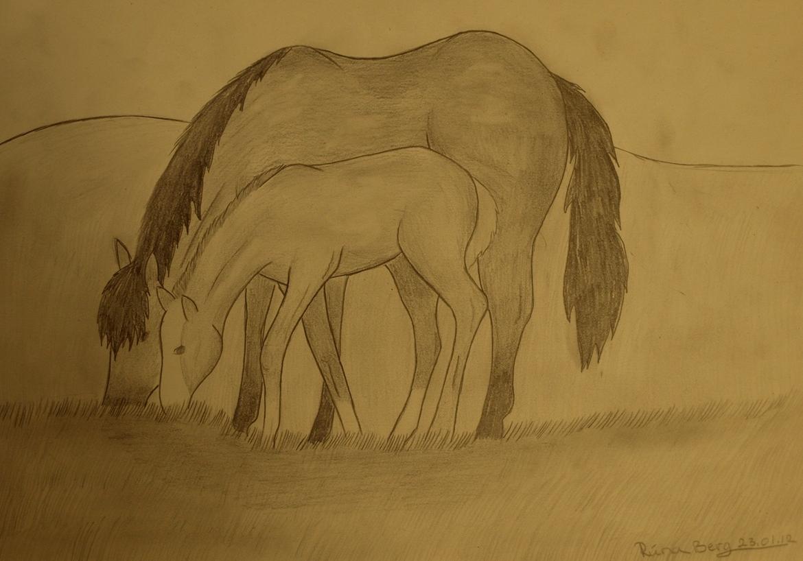 Private tegninger og malerier - Jeg elsker at tegne, og kan ikke skjule, at heste tegningerne er min stærkeste side. Jeg tegner både efter fantasyen, og ved at kigge efter billeder. De fleste heste tegningerne hos mig er tegnet for IRL hesteveninder (:

Denne heste tegning er tegnet, ved kig efter et rigtig billede. Dette er tegning nr. 2 af føl, som jeg kan huske at jeg nogen sinde har tegnet - og som ligner rimelig meget føl (: billede 8