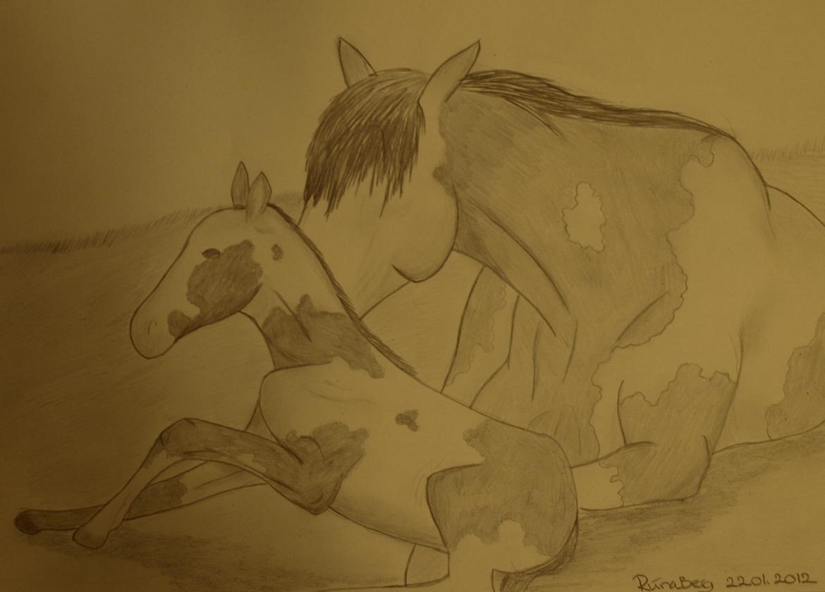 Private tegninger og malerier - Jeg elsker at tegne, og kan ikke skjule, at heste tegningerne er min stærkeste side. Jeg tegner både efter fantasyen, og ved at kigge efter billeder. De fleste heste tegningerne hos mig er tegnet for IRL hesteveninder (:

Denne heste tegning er tegnet, ved kig efter et rigtigt billede. Dette er tegning nr. 1 af føl, som jeg kan huske at jeg nogensinde har tegnet - Og sum ligner rimelig meget et føl (: billede 9