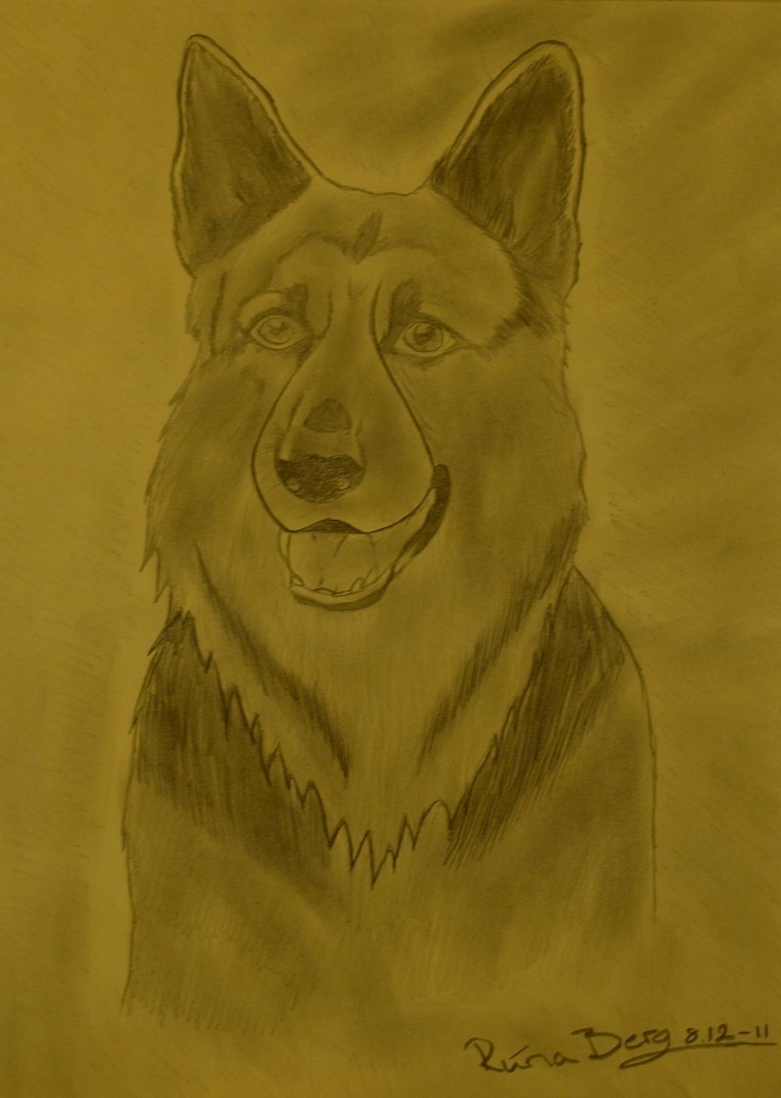 Private tegninger og malerier - Dette er nok den første gode hunde tegning jeg nogen sinde har lavet. Hunde, kaniner og mennesker, er det jeg er værst til at tegne (; Sær en hel masse ved denne tegning, som jeg ville lave om (: billede 13