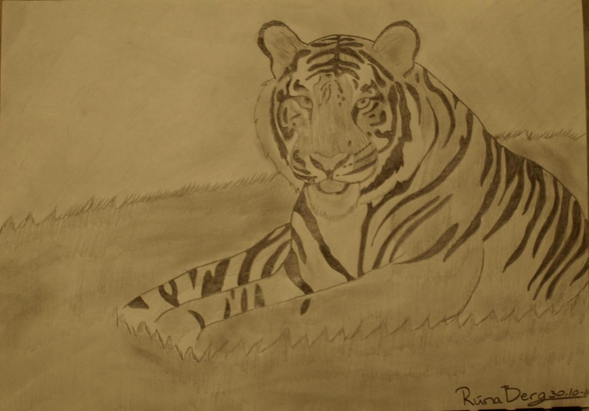 Private tegninger og malerier - Tiger tegninger er helt klart noget som jeg har planer om at øve mig meget mere i at tegne. Min drøm er at kunne tegne dem helt rigtigt, så de ligner en realistisk tiger (: billede 16