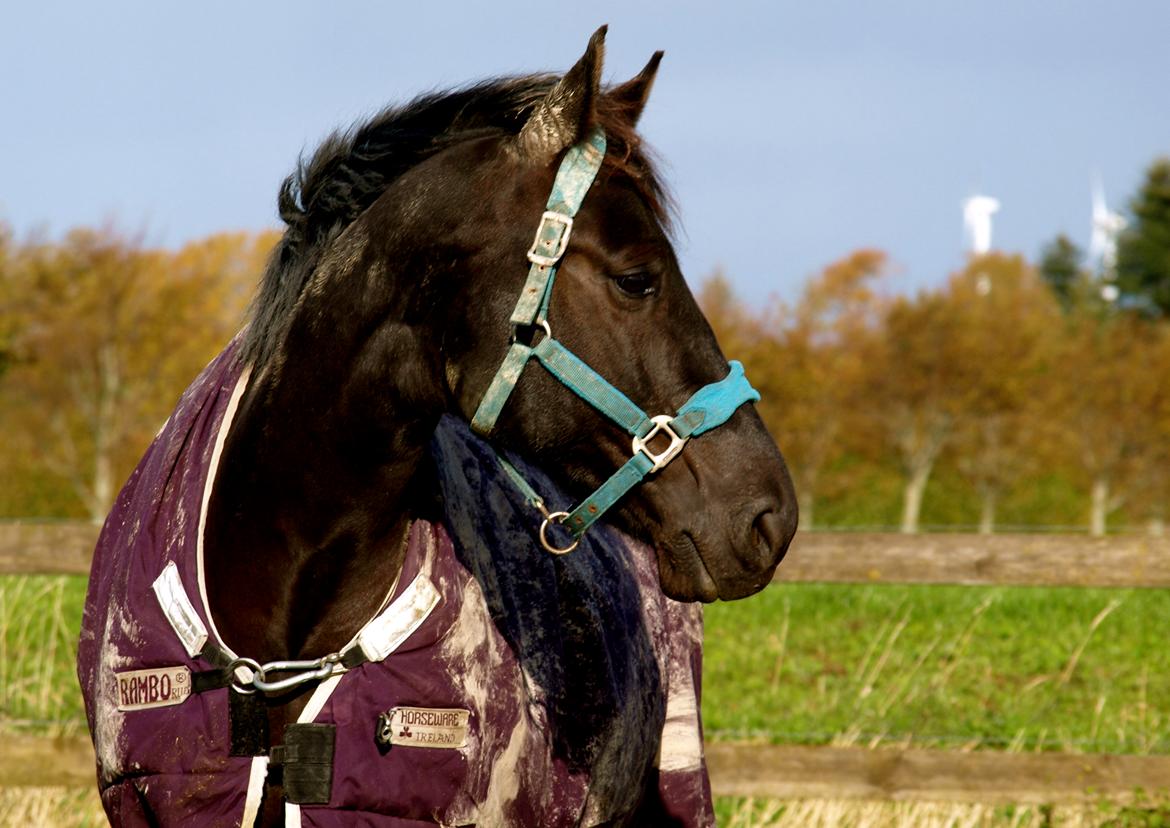 Forskellige heste. - En smuk hest på Hansenberg Organia. billede 1