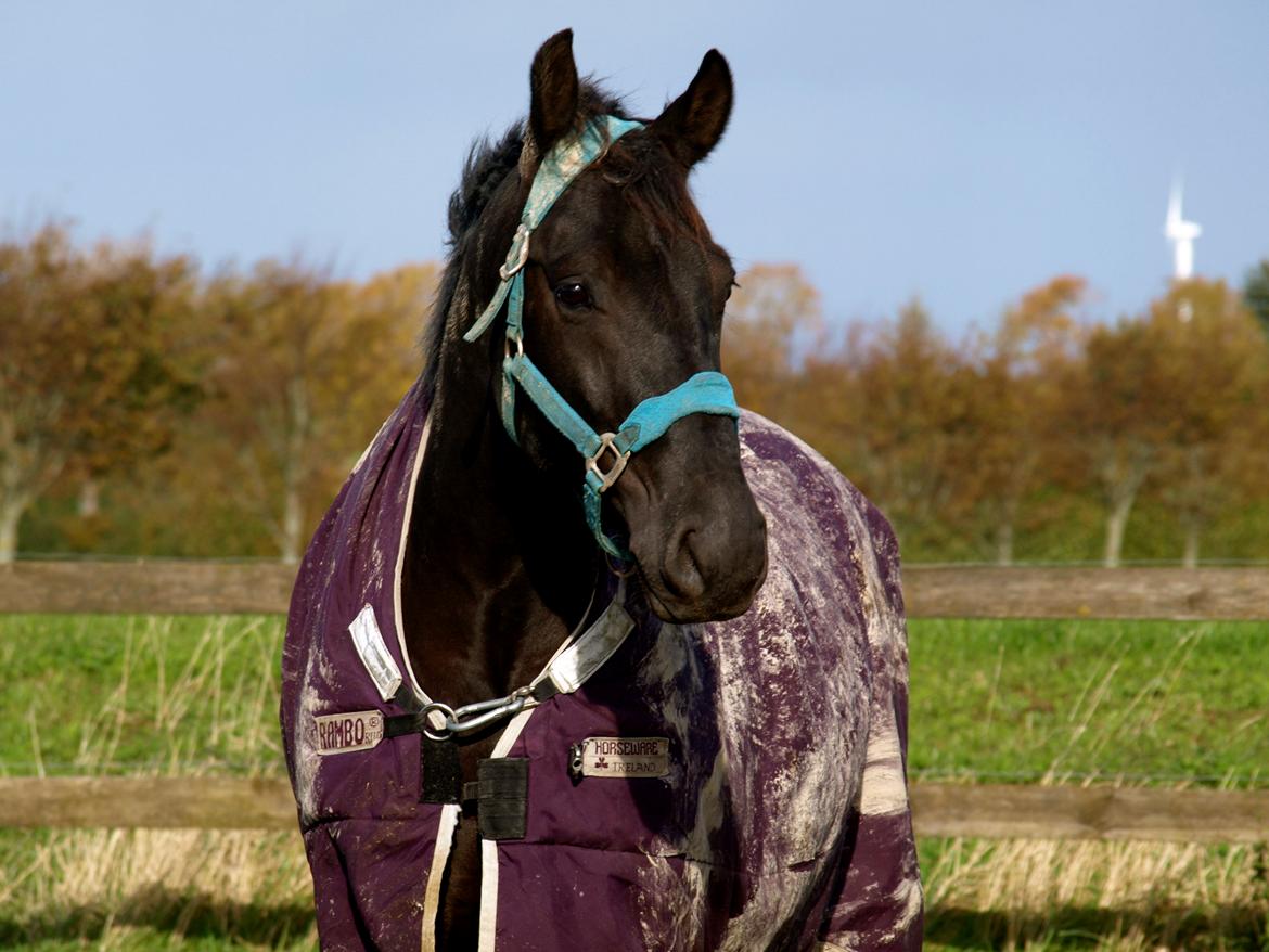 Forskellige heste. - En smuk hest på Hansenberg Organia. billede 2