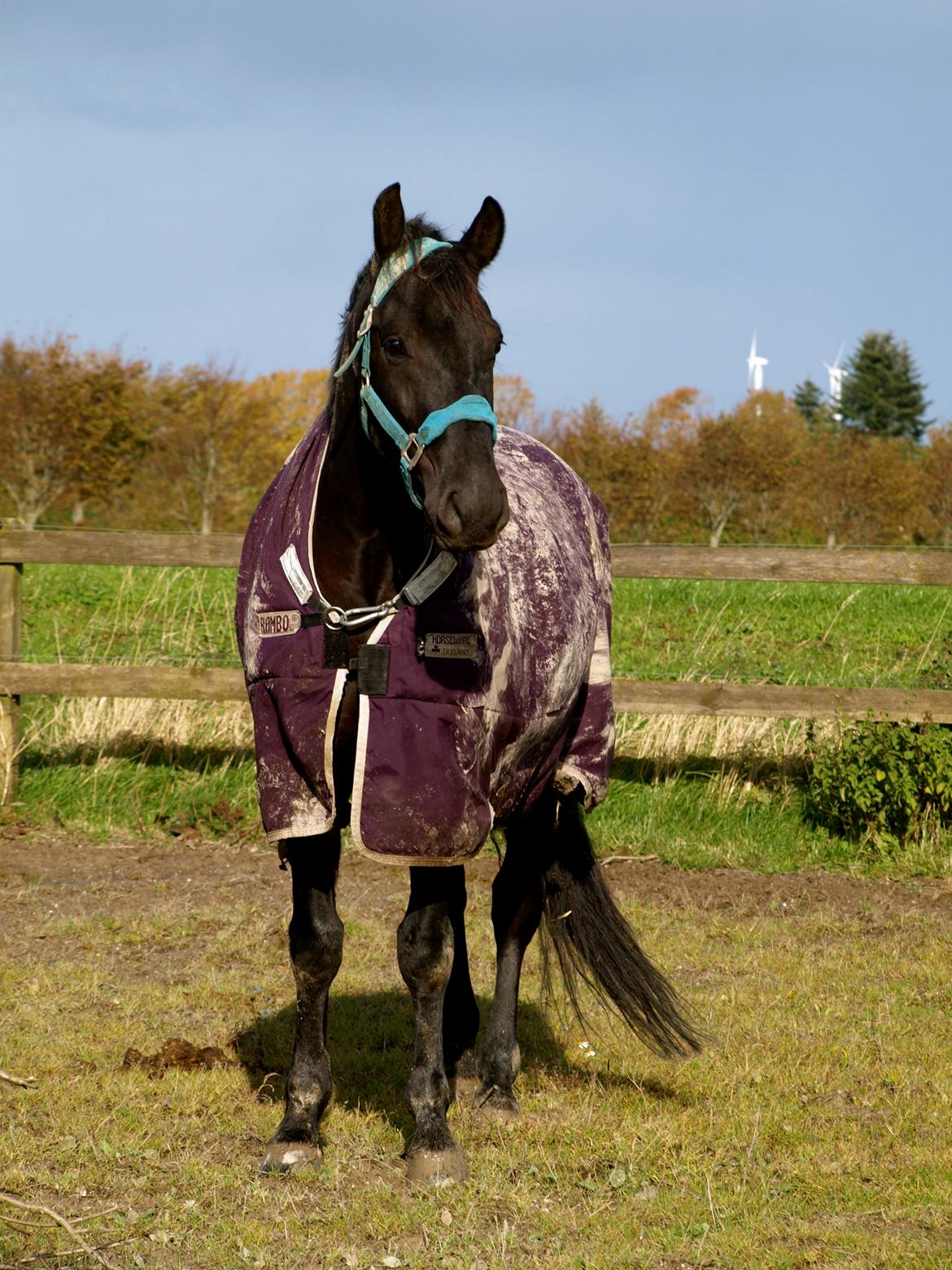 Forskellige heste. - En smuk hest på Hansenberg Organia. billede 3