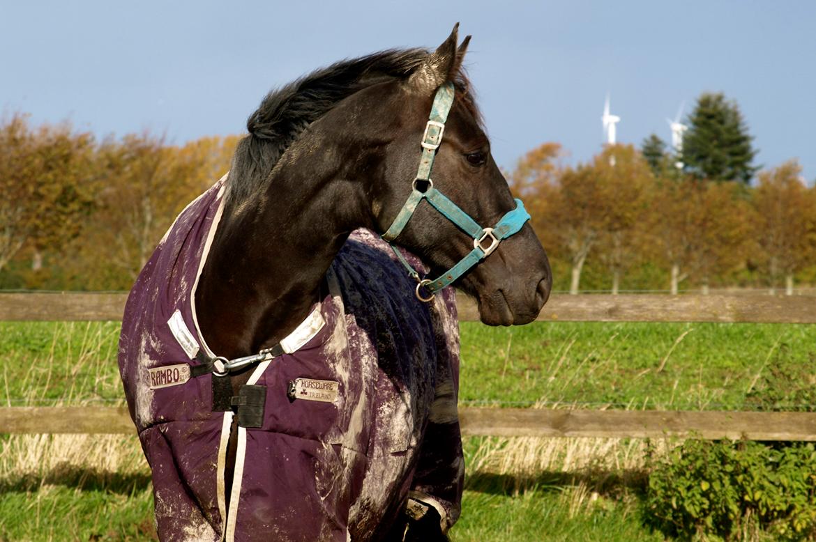 Forskellige heste. - En smuk hest på Hansenberg Organia. billede 4