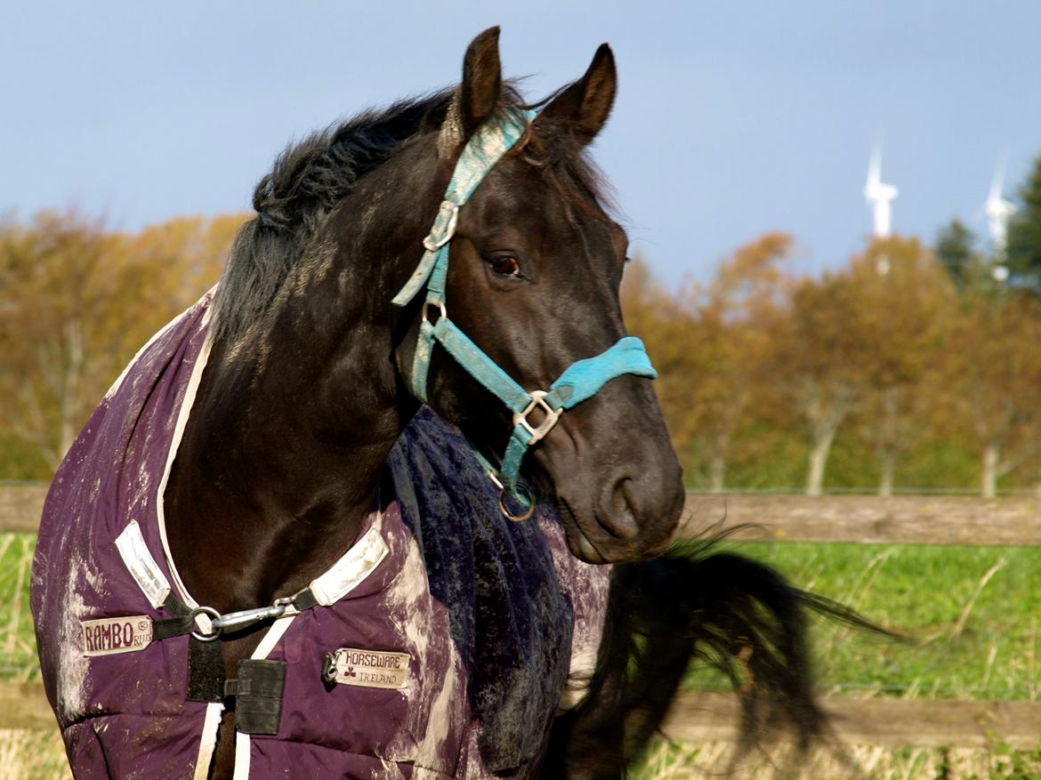 Forskellige heste. - En smuk hest på Hansenberg Organia. billede 5