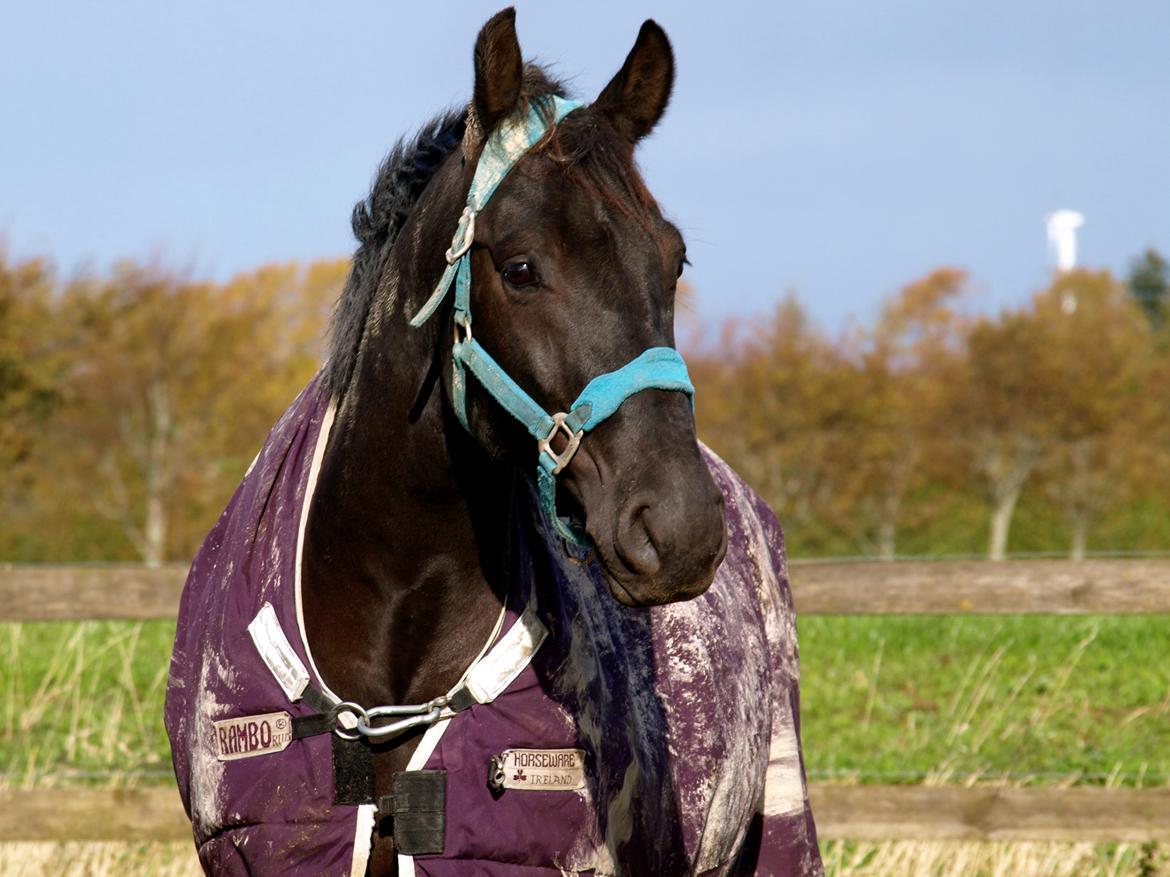 Forskellige heste. - En smuk hest på Hansenberg Organia. billede 6