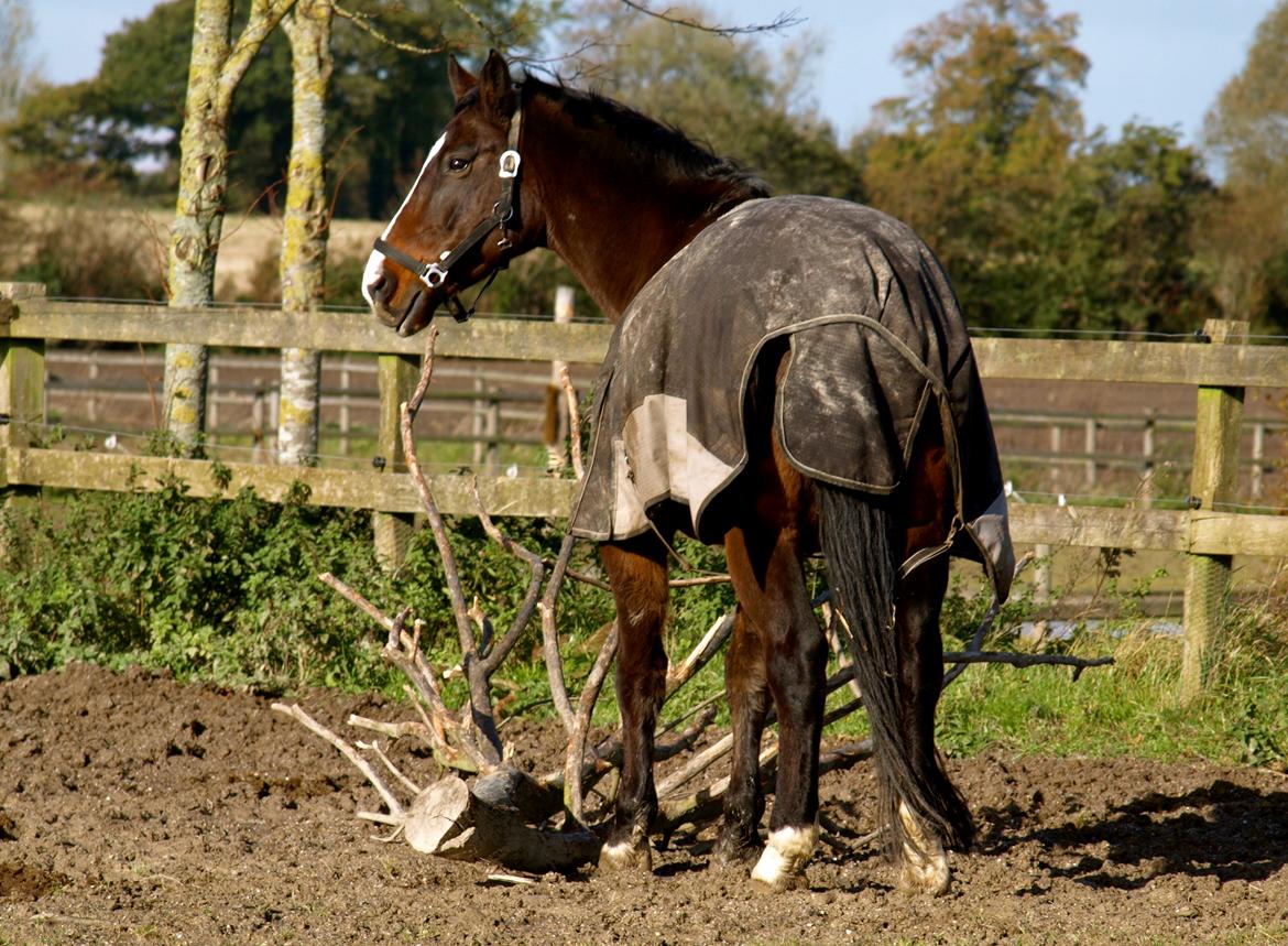 Forskellige heste. - En smuk hest på Hansenberg Organia. billede 7