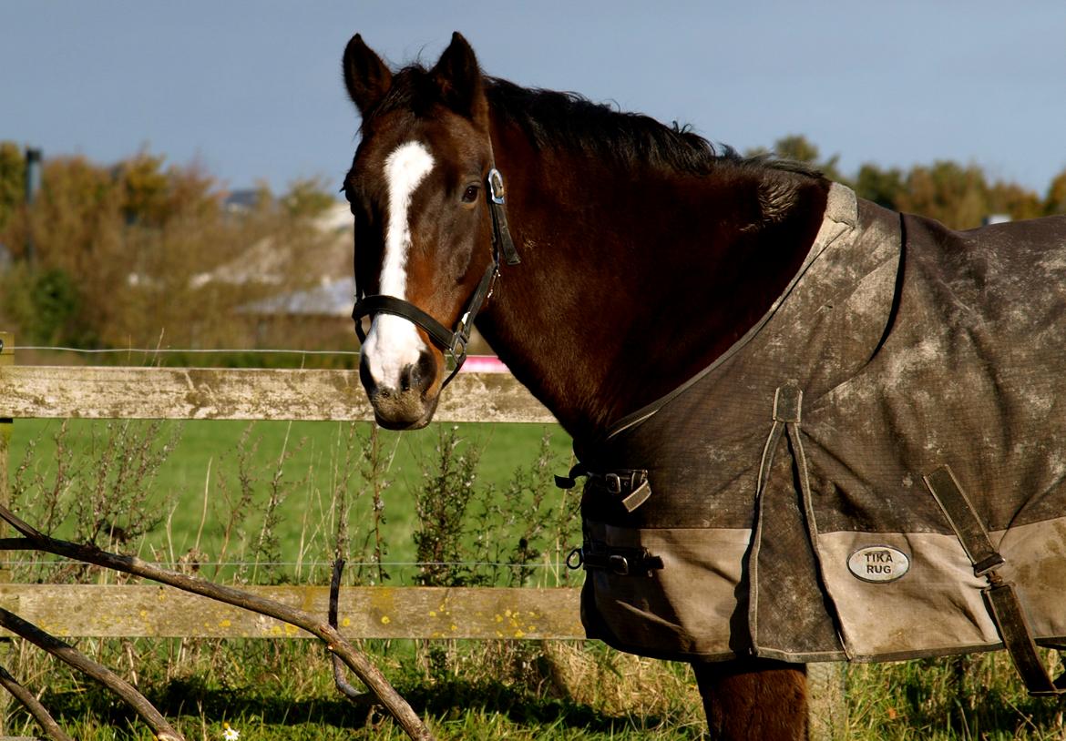 Forskellige heste. - En smuk hest på Hansenberg Organia. billede 8
