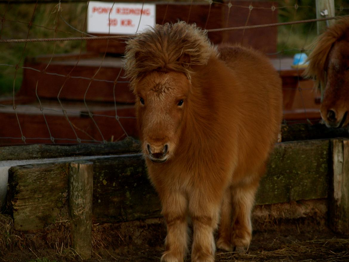 Forskellige heste. - Et sødt lille shetlænderføl i Blåvand Zoo (: billede 9