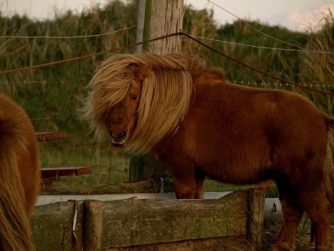 Forskellige heste. - En smuk lille shetlænder i Blåvand Zoo (: billede 10
