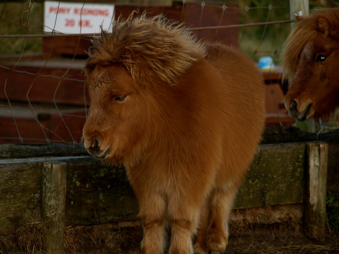 Forskellige heste. - Et sødt lille shetlænderføl i Blåvand Zoo (: billede 11