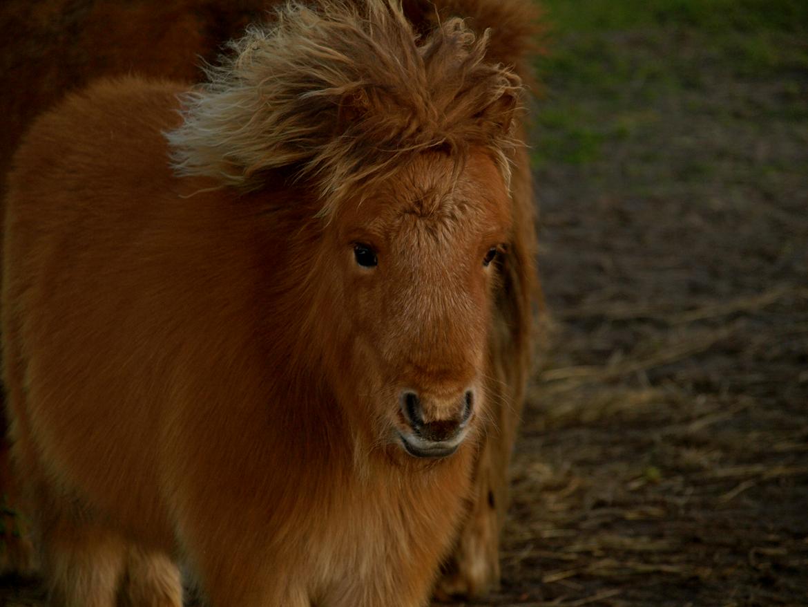 Forskellige heste. - Et sødt lille shetlænderføl i Blåvand Zoo (: billede 12