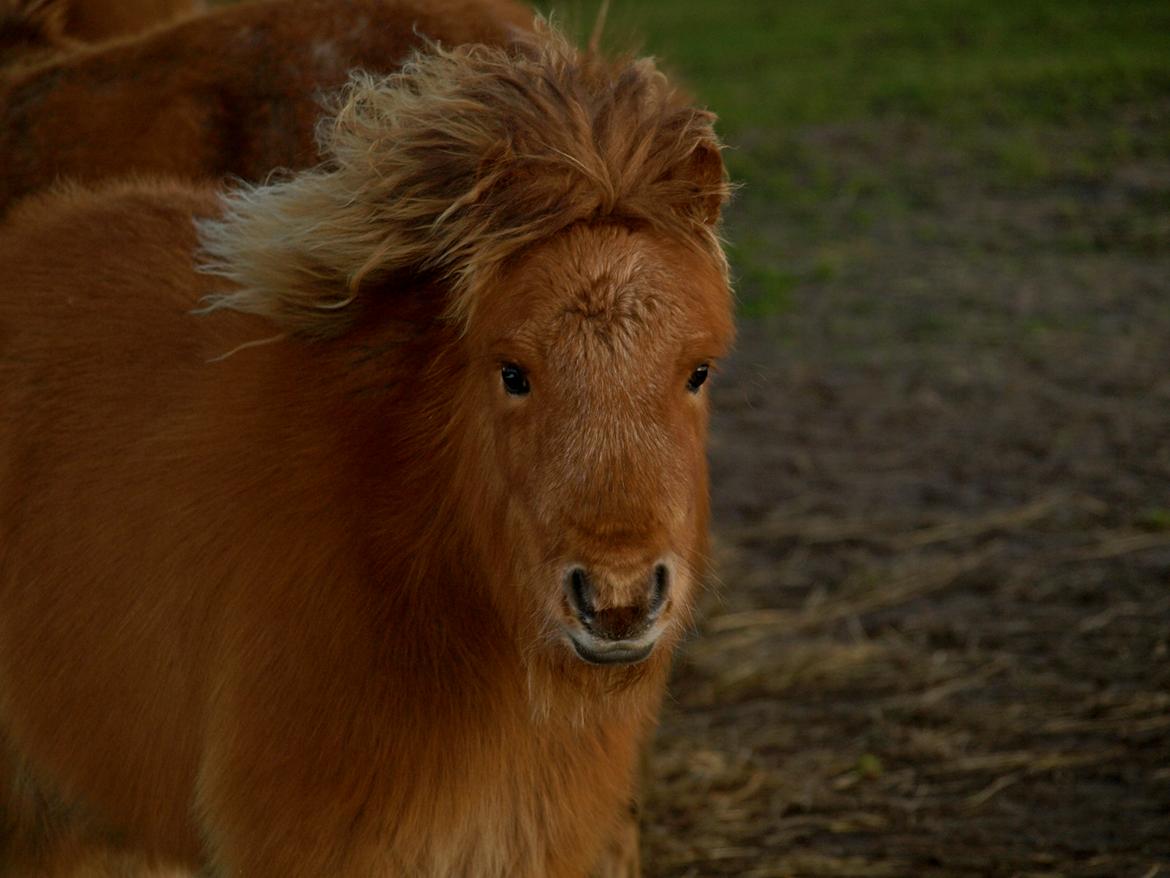 Forskellige heste. - Et sødt lille shetlænderføl i Blåvand Zoo (: billede 13