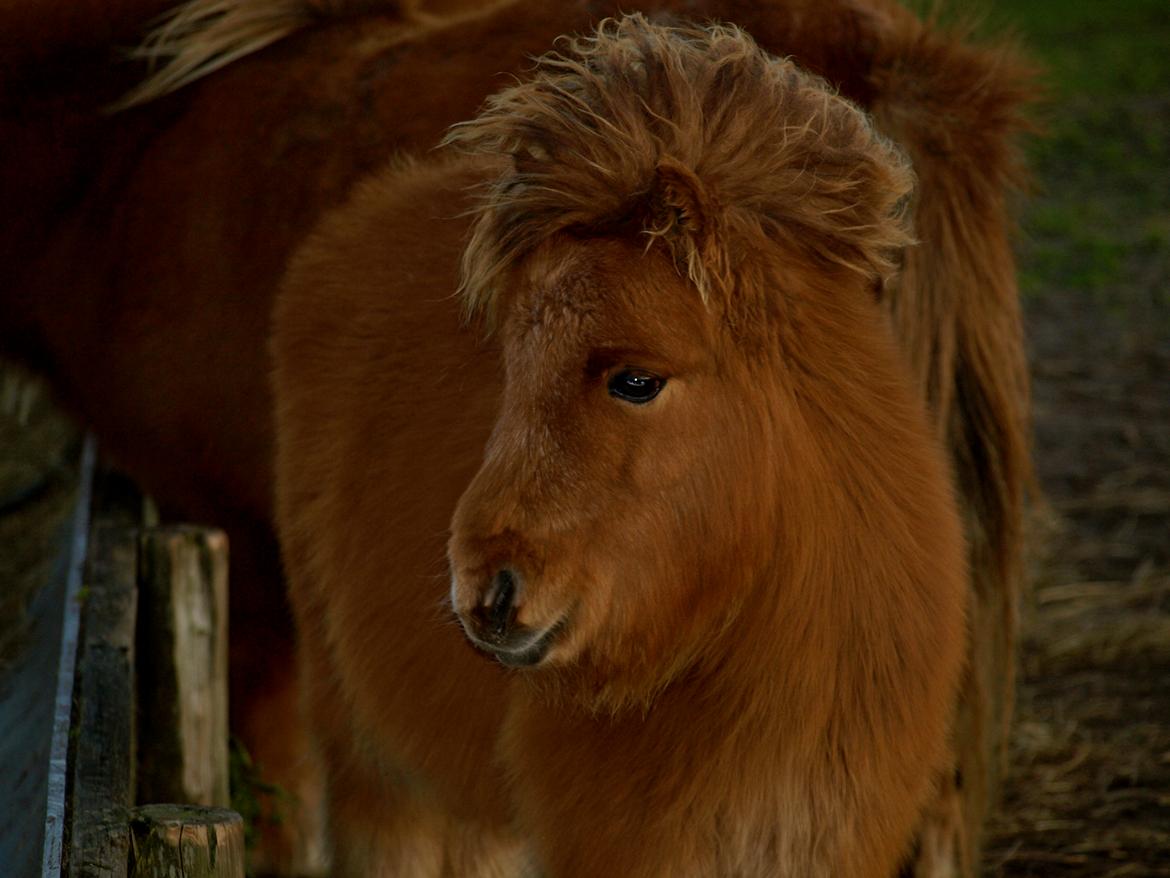 Forskellige heste. - Et sødt lille shetlænderføl i Blåvand Zoo (: billede 14