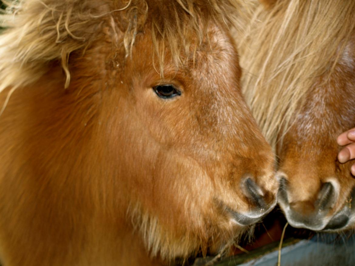 Forskellige heste. - Et sødt lille shetlænderføl i Blåvand Zoo (: billede 15