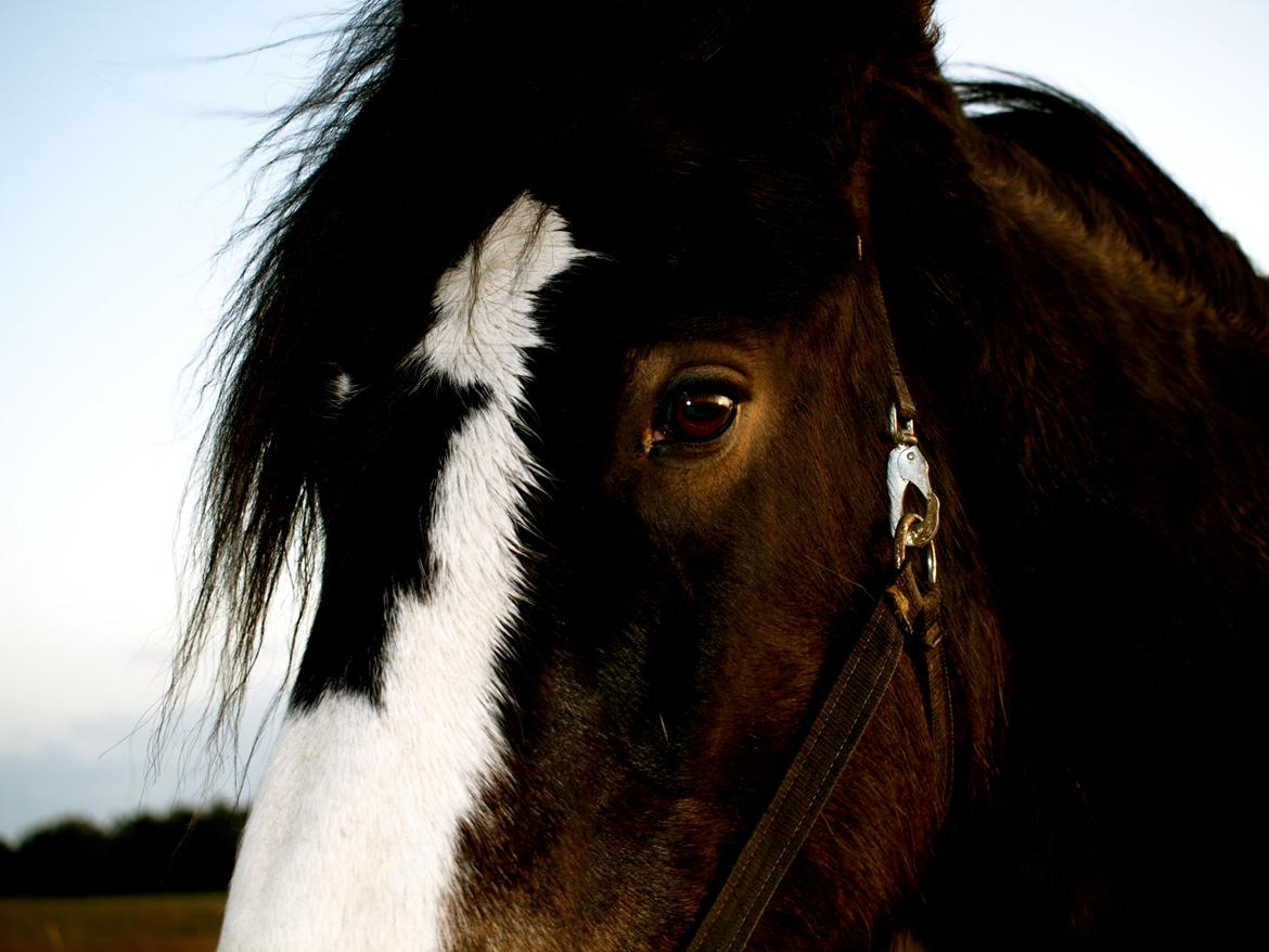 Forskellige heste. - En smuk Shira i Blåvand Zoo. billede 16