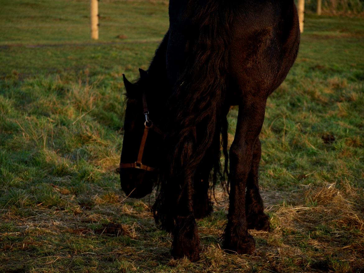 Forskellige heste. - Friser i Blåvand Zoo. billede 17