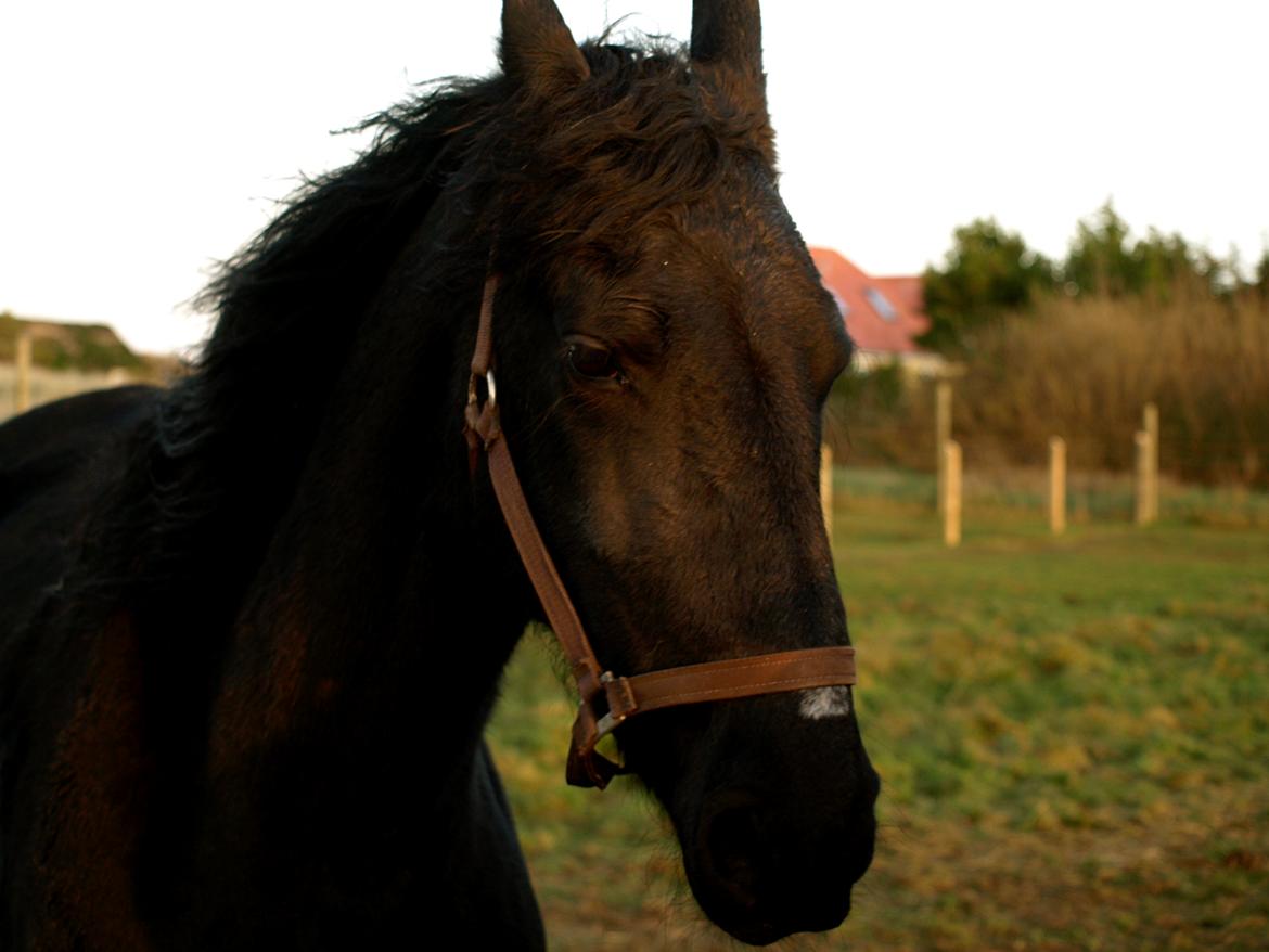 Forskellige heste. - Friser med farve fejl i Blåvand Zoo (: billede 18