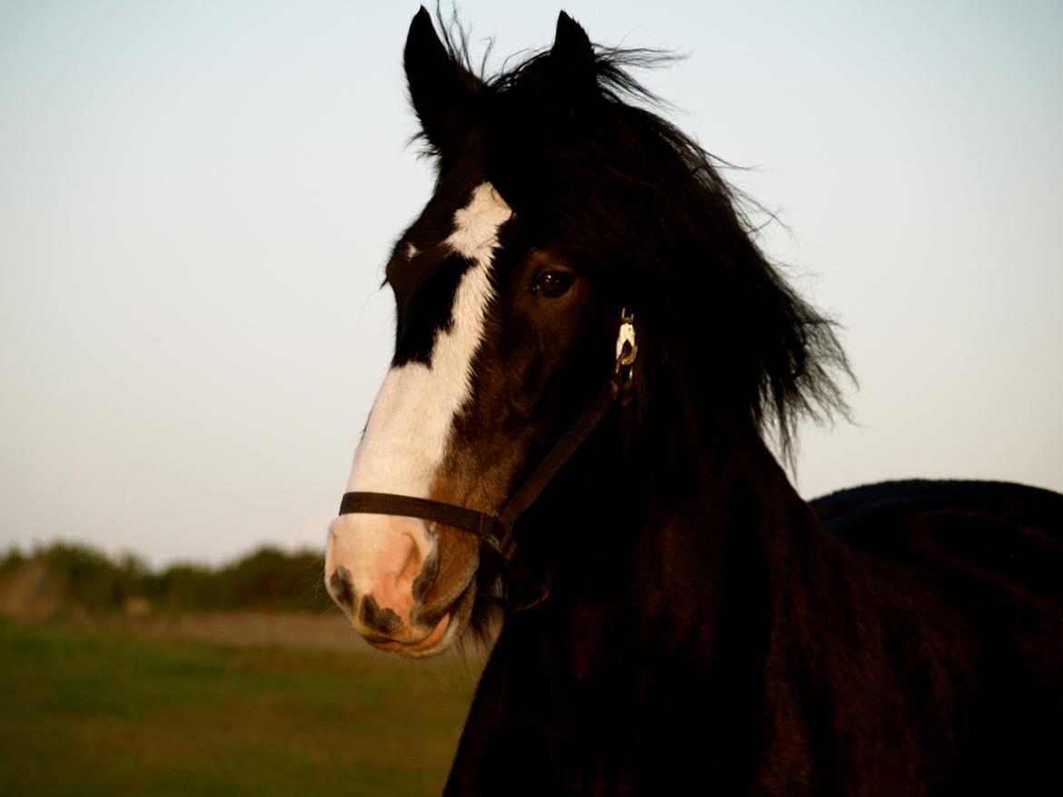 Forskellige heste. - En smuk Shira i Blåvand Zoo. billede 19