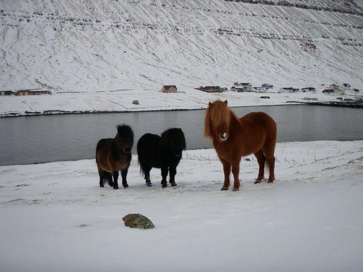 Forskellige heste. - Den røde - en islænder - Min tidligere hest Freyr, som jeg desværre blev nød til at sælge for 2-3 år siden. Han bliver højt savnet <3  billede 20