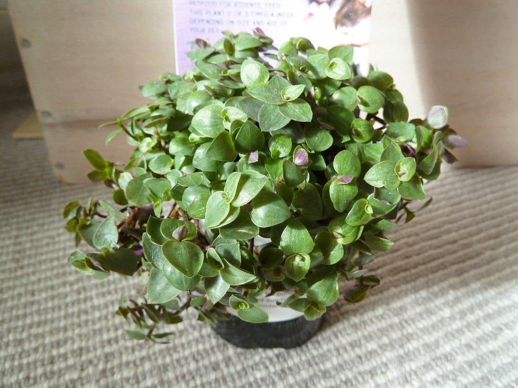 Foderplanter fra Føtex - Kallisia er blevet analyseret af Dyreernæringsinstituttet i Tyskland, der nåede frem til et højt indhold af naturlige fibre, som er godt for fordøjelsen og ikke mindst et meget højt indhold af calcium (langt mere end hvad man normalt finder i grønt). Da planten tilmed indeholder meget vand udgør den høje calciumandel derfor ikke nogen risiko i forhold til urinvejslidelser i modsætning til tørfoder, som ikke indeholder ret meget vand.
Planten er derfor et ideelt tilskud til unge dyr i vækst og drægtige og diegivende dyr, men alle dyr kan have glæde af den sunde plante. 
Her er en masse billeder af dyr som spiser kallisia: http://www.golliwoog.de/galerie/galerie.htm
 billede 2