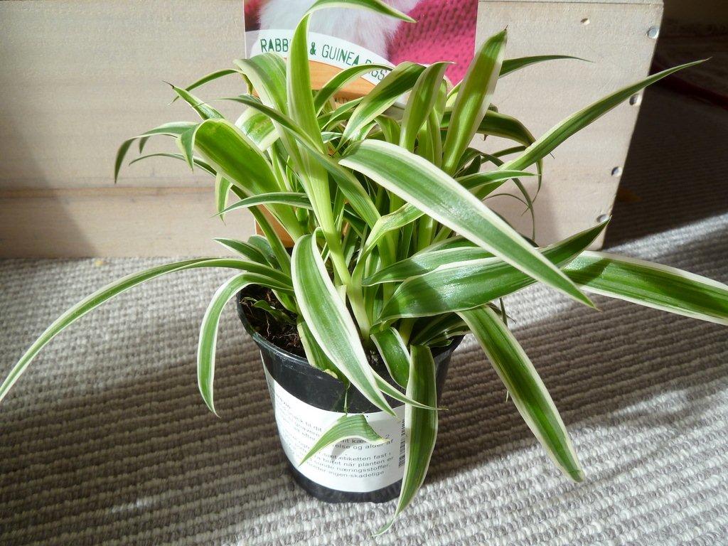 Foderplanter fra Føtex - Her er en væddeløber. Også en fremragende foderplante og et ideelt grønt tilskud ikke mindst om vinteren. Planten er stærkt luftrensenede, og det betyder selvfølgelig at den ikke må bruges som foder hvis den står i en stue, hvor der ryges eller på anden måde er forurenet (fx formaldehyd), da skadestofferne lagres i planten. 
Vædderløber formerer sig som ukrudt – og hvis man laver stiklinger derhjemme, kan man hurtigt få rigtigt meget foder ud af en enkelt købt potte. 

Et billede af en degu som spiser væddeløber:
http://www.degupedia.de/wiki/index.php/Bild:Gruenlilie_mit_degu04.jpg
 billede 3